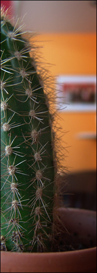 Kaktus in La Cantina